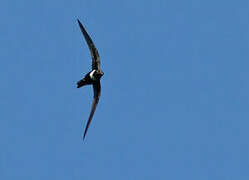 White-collared Swift