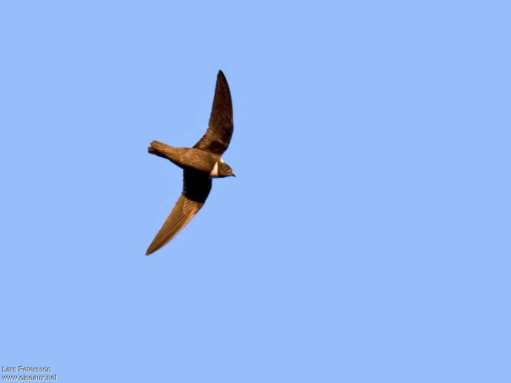 Biscutate Swift, identification