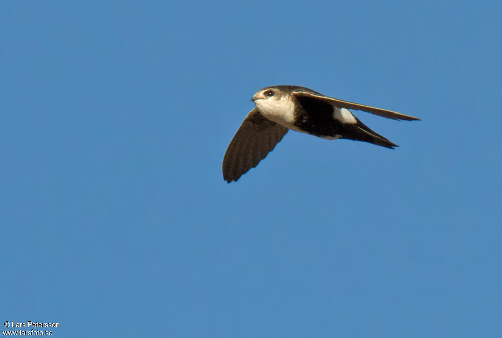 White-throated Swift