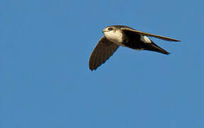 White-throated Swift