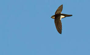 White-throated Swift