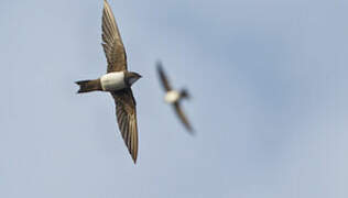 Alpine Swift