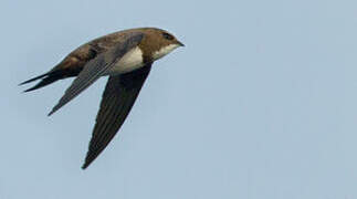 Alpine Swift