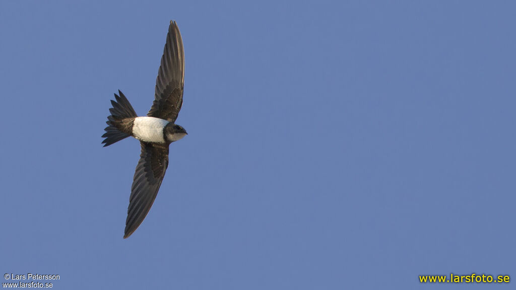 Alpine Swift