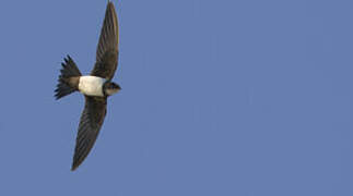 Alpine Swift