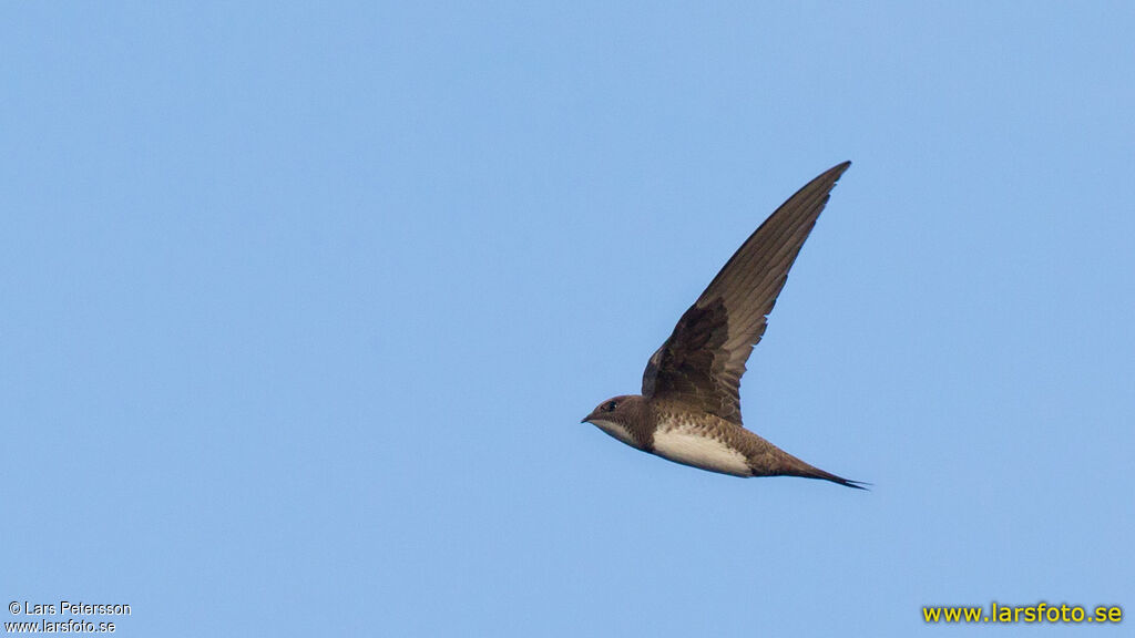 Alpine Swift