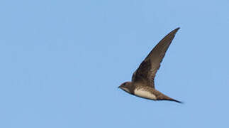 Alpine Swift