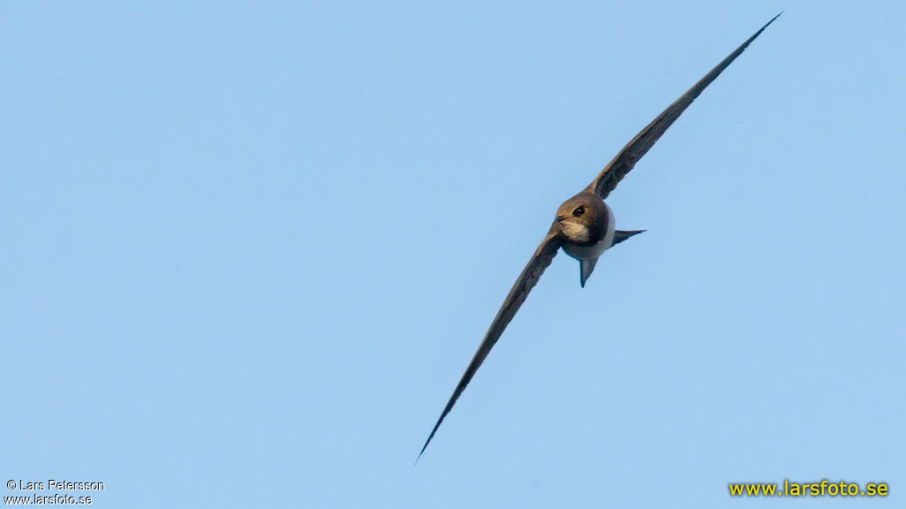 Alpine Swift