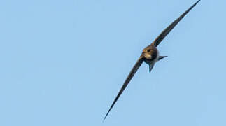 Alpine Swift