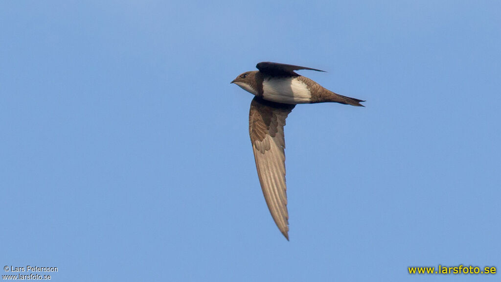 Alpine Swift