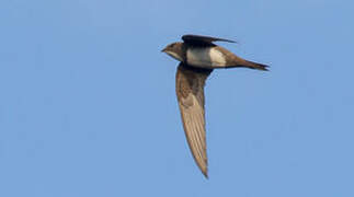 Alpine Swift