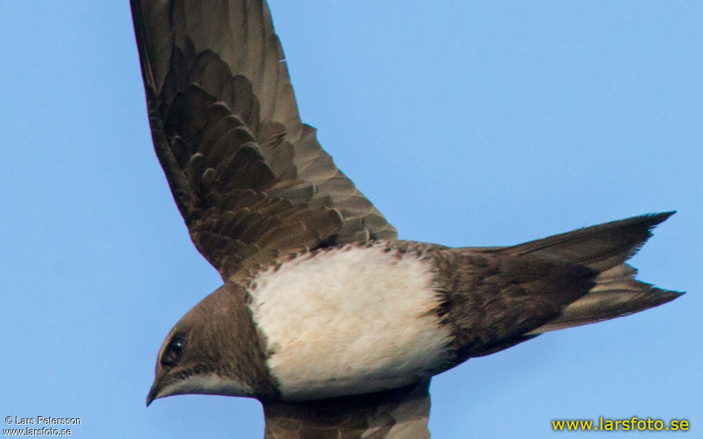 Alpine Swift