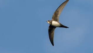 Alpine Swift