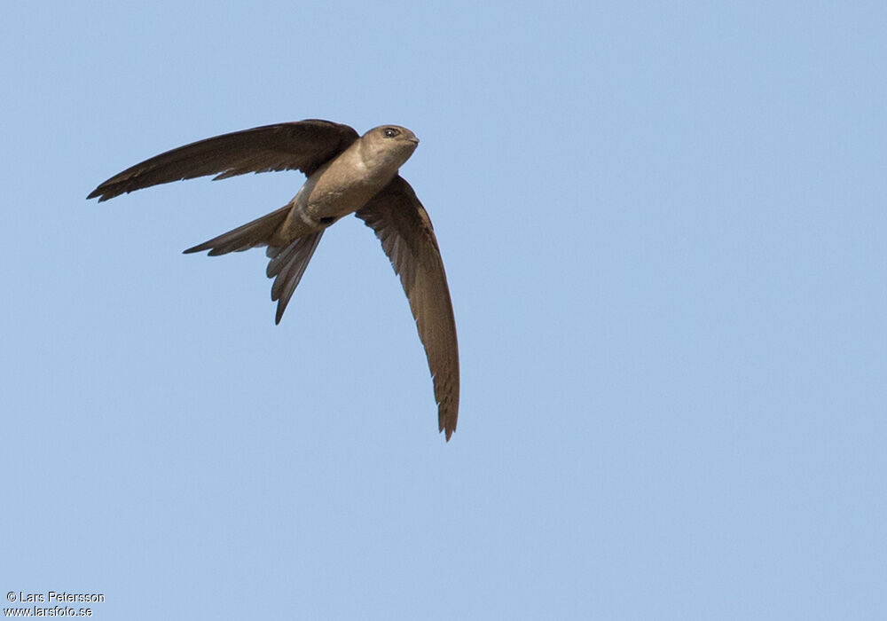 Asian Palm Swift