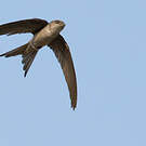 Martinet batassia