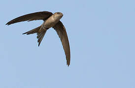 Asian Palm Swift