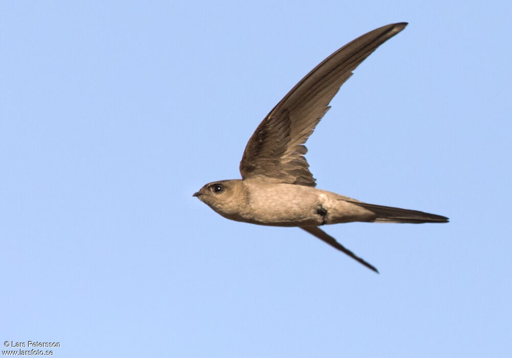 Asian Palm Swift