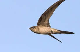 Asian Palm Swift