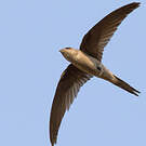 Martinet batassia
