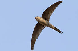 Asian Palm Swift