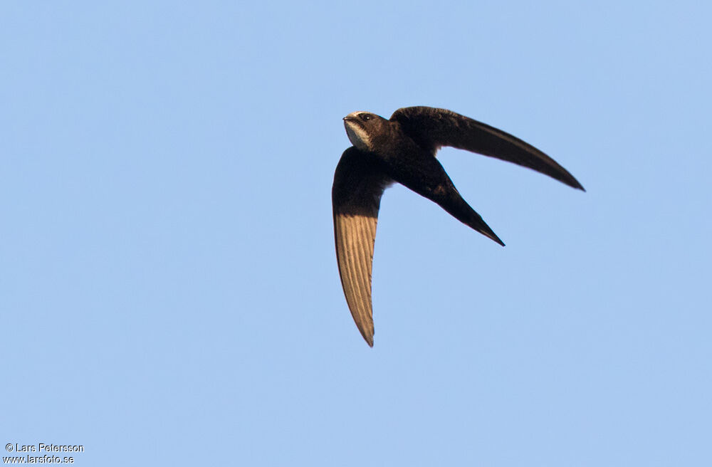 White-rumped Swift