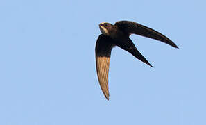 White-rumped Swift