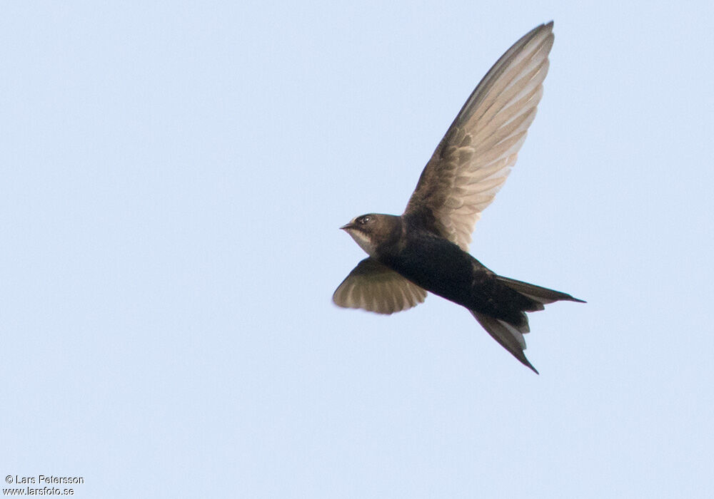 White-rumped Swift