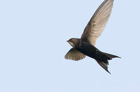 White-rumped Swift