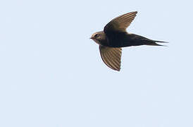 White-rumped Swift