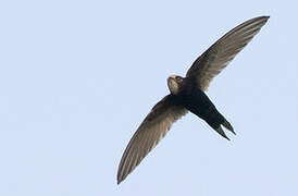 White-rumped Swift