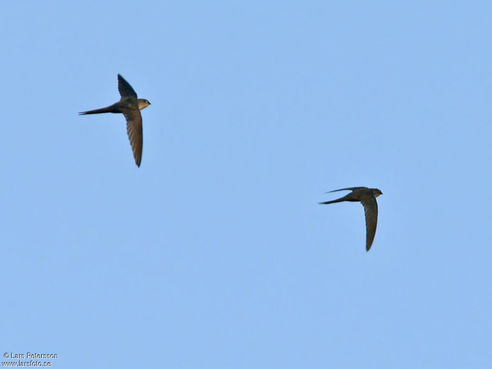 Neotropical Palm Swift