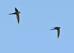 Fork-tailed Palm Swift