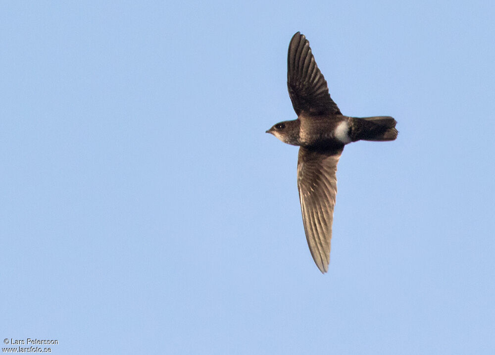 Mottled Spinetail