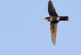 Mottled Spinetail