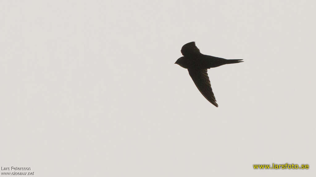 Bates's Swift, identification