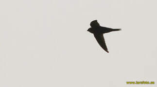 Bates's Swift