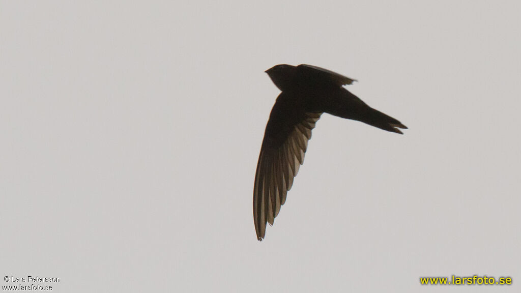 Bates's Swift, identification