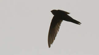 Bates's Swift