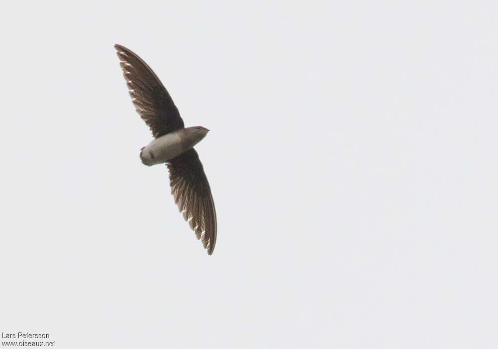 Böhm's Spinetail