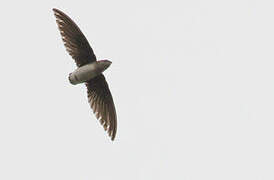 Böhm's Spinetail