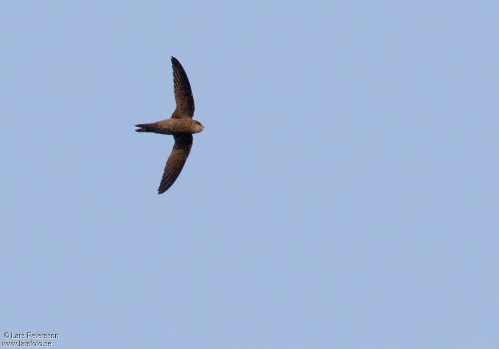 Bradfield's Swift