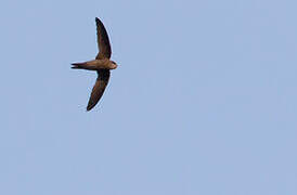 Bradfield's Swift