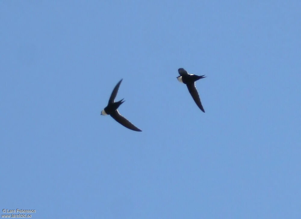 Lesser Swallow-tailed Swift