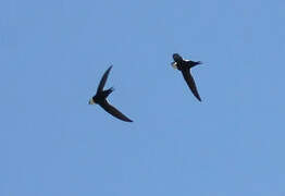 Lesser Swallow-tailed Swift