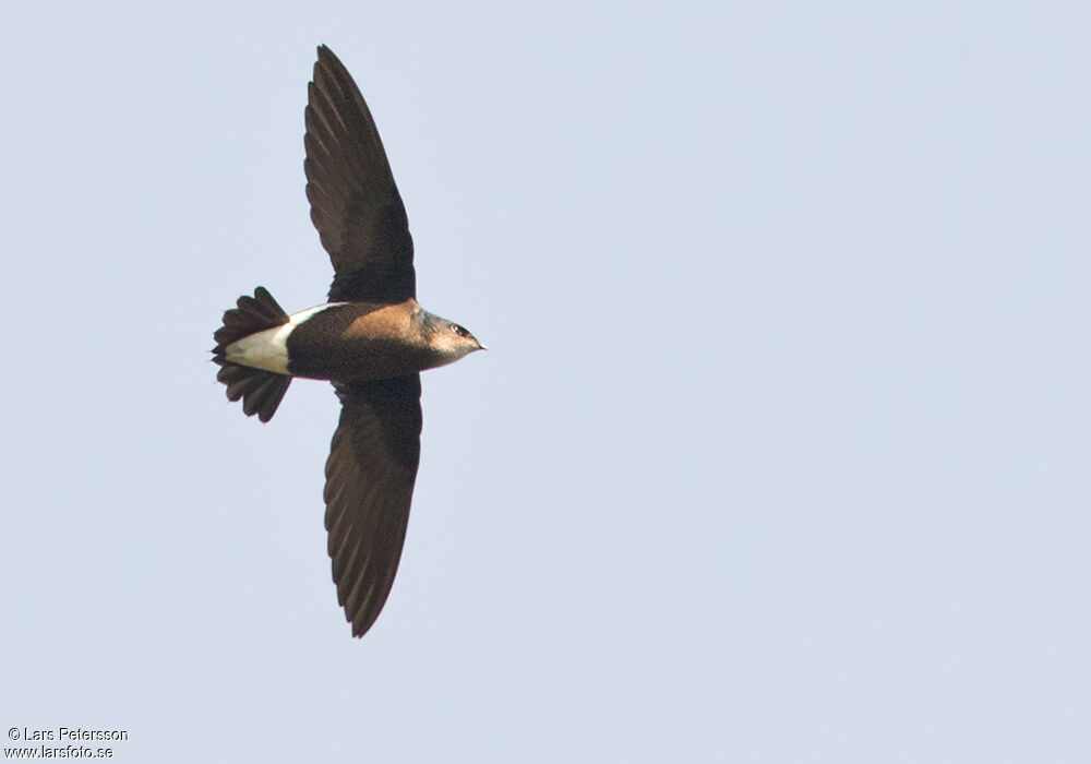 Silver-backed Needletail