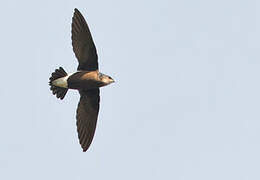 Silver-backed Needletail