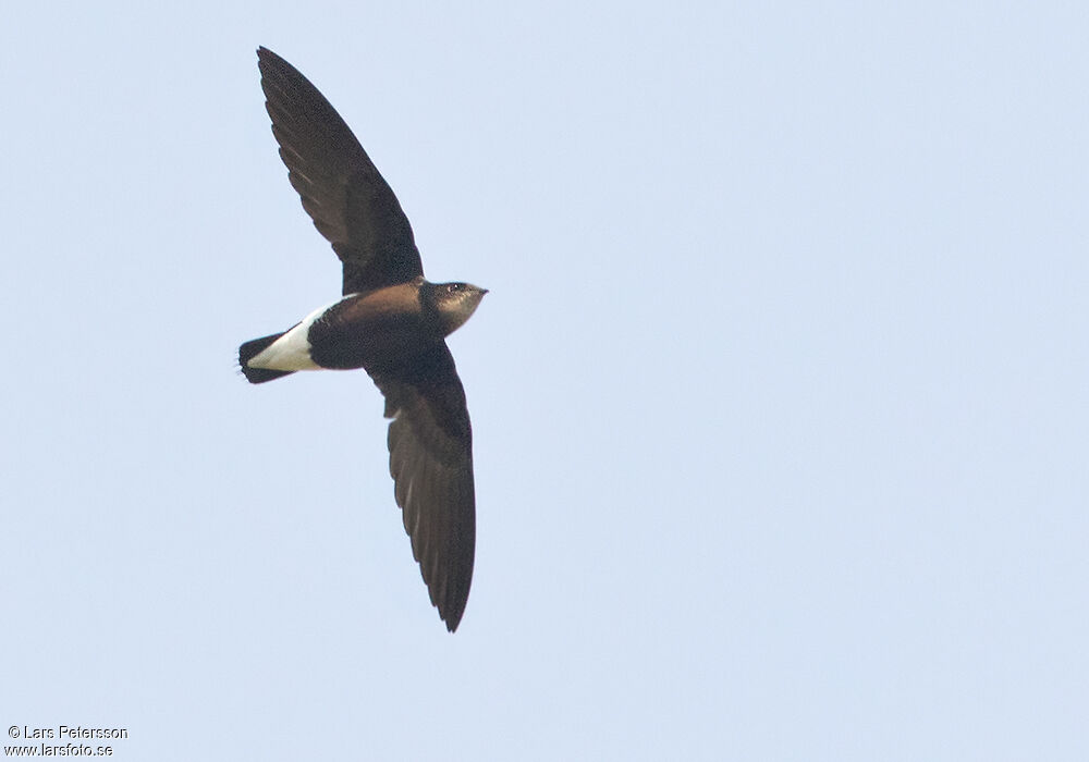 Silver-backed Needletail