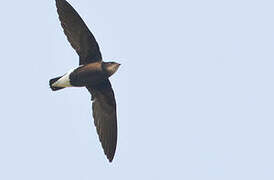 Silver-backed Needletail