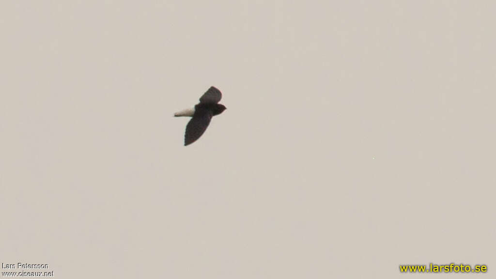 Sabine's Spinetail, identification