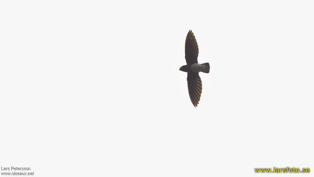 Sabine's Spinetail, close-up portrait, Flight